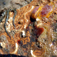 Doriopsilla areolata rétractés avec leurs filaments blanchâtre (2 cm). On notera la profusion de vie sous cette pierre : ophiure, bryozoaires, serpules, ascidies, diodora, porcellana, etc.