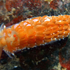 Aeolidiella sanguinea : 1,2 cm