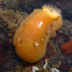 Jorunna tomentosa, autre vue