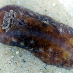 Platydoris argo ? Longueur : 4,5 cm