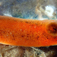 Rostanga rubra : 1,2 cm