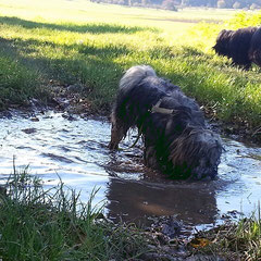 Mon-sha, kleines Wildschwein
