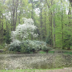 Hirschgarten Bad Homburg