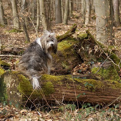 Milka im Wald