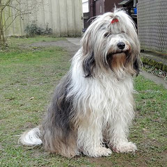 Milka - 6 Jahre alt