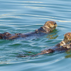 2022: Sea Otters in Monterey (USA)