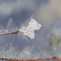 2018:  Snow flake in Lappland, Luosto (Finnland)