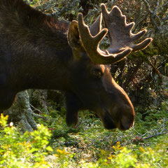 2017:  Moose in Cape Breton Island, Nova Scotia (CAN)