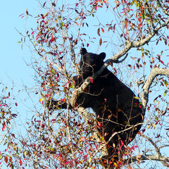 2024: Black Bear in Alligator River National Wildlife Refuge (USA)