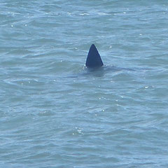 2019:  Great white shark, Cape Cod, Massachusetts (USA)