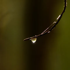 2016:  The forest (upside down) in a drop of water 