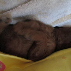 versteckt