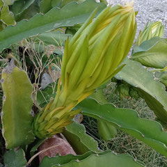 Bouton floral du cactus '' Sélénicéréus grandiflorus '': originaire du Mexique.