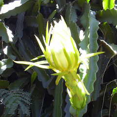 Fleur du cactus ''Sélénicéréus grandiflorus'' ou Reine de la nuit. La floraison ne dure qu'une seule nuit.