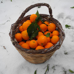 Schneeorangen