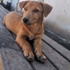 FIDO