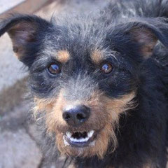 WILLI