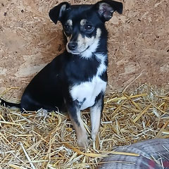 PENNY