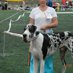 14.09.2013 FCI-CAC UA "Dzhalita 2013" Augustin 11 month - 1-exc, J.CAC, Best Junior