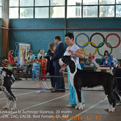 21.09.2014 CACIB-FCI "Gold September 2014" (Krasnodar, Russia) Leokadiya 20month excellent -1, CW, CAC, CACIB, Best Female, Ch. RKF, Ch. RFWD  Experts:Vladimir Alexandrov (Russia)