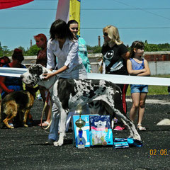 02.06.2013 DOG SHOW UKU "THE SUMMER BRIZ-2013" Augustin 8 month -  Large perspective, Best Puppy, BIS Puppy-1