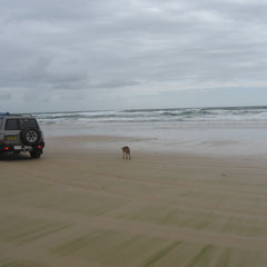 Unser erster Dingo direkt am Strand