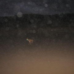 Dingo bei Nacht am Strand - unheimlich!