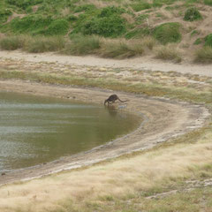 Ein Wallabie beim trinken am See