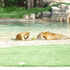 Spielende Tiger in ihrem Teich im Dreamworld