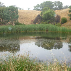 Der See der Familie, in dem Enten mitten drin ihr Nest bauen