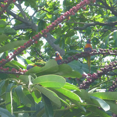 Auch in freier Natur: viele, kleine, bunte Papageien