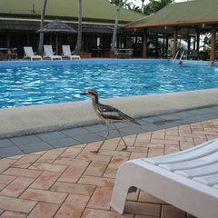 Ein ganz komicher Vogel am Pool auf unser "Übernachtungsinsel"