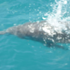 Mein erster Delphin den ich dort gesehen hab, man erkennt ihn zwar nicht so gut, aber es ist wirklich einer!