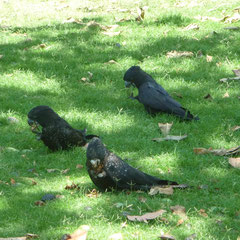Schwarze Kakadus - wunderschöne Tiere - in freier Natur