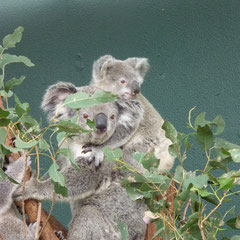 Koala&Baby...wie süüüüüß!!