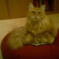 re leone