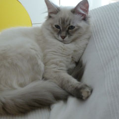 Lilly 4 mesi relax