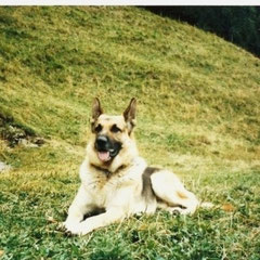 otto