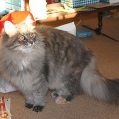 Lucy (Syberlandia Sumatra)