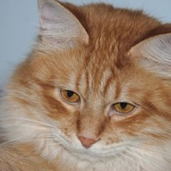 Romeo Syberlandia Severin)