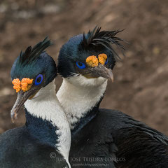 Cormorán imperial (Leucocarbo atriceps)