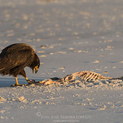 Caracara austral (Phalcoboenus australis) carroñeando restos de un pingüino.