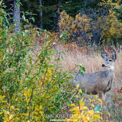 Macho joven de ciervo mulo (Odocoileus hemionus).