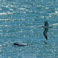 Encuentros en el mar.