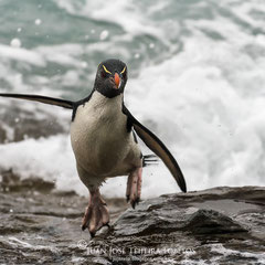 Pingüino de penacho amarillo (Eudyptes chrysocome) saliendo del agua.