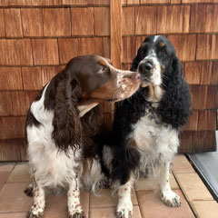 Cleo und Shakira