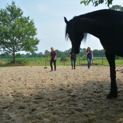 Paardencoaching teamcoaching