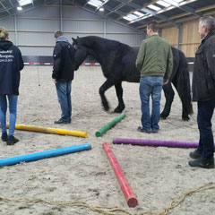Paardencoaching teamcoaching