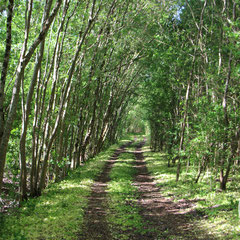 Allée d'arbres dans la Venise Verte - Marais Poitevin, Avril 2017