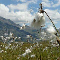 Fleurs de montagne - Orcières Merlette (Hautes-Alpes), Juillet 2010